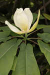 Mountain magnolia